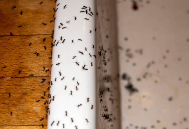 Best Termite Control Services  in North Hills, NY
