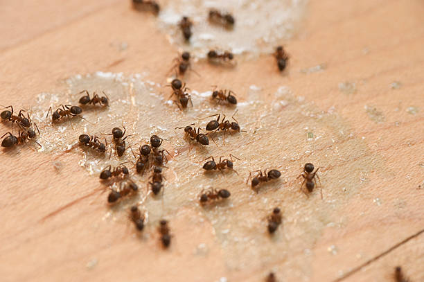 Insect Control in North Hills, NY