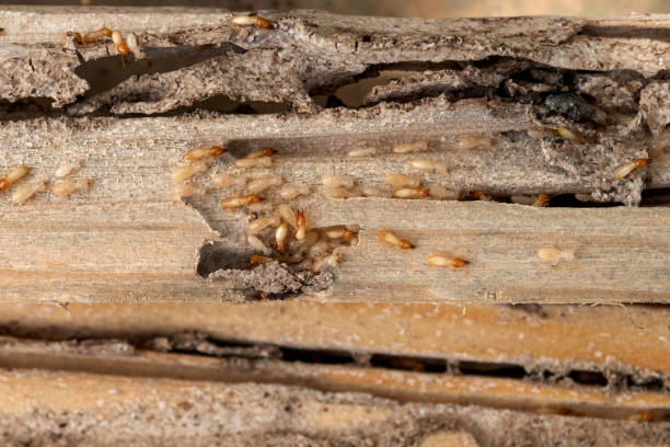 Best Affordable Pest Control Services  in North Hills, NY