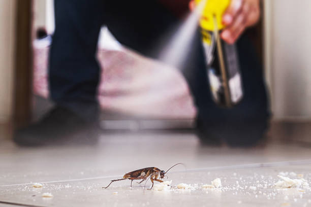 Best Insect Control  in North Hills, NY